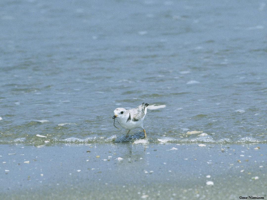 Piping Plover